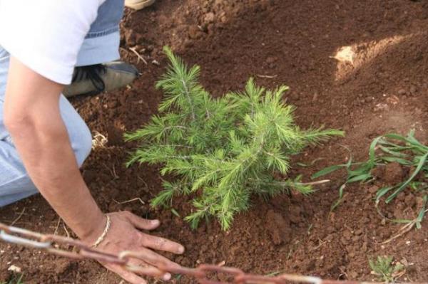 Cedars Planting, Martyr Kairouz Barakat (Saturday 29 April 2006)