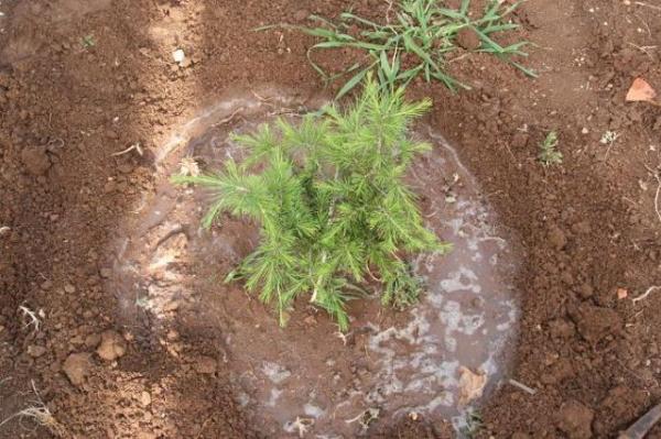 Cedars Planting, Martyr Kairouz Barakat (Saturday 29 April 2006)